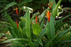 Heliconia psittacorum